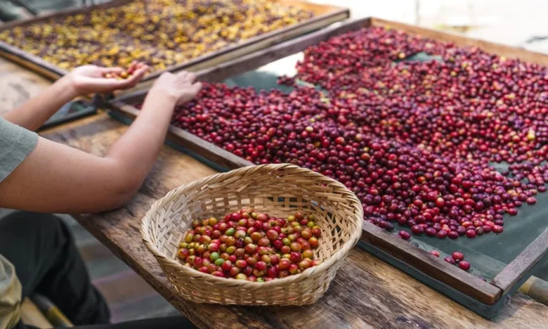 What Affects Arabica Coffee Beans Price?